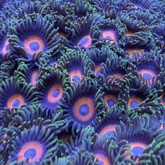 Eagle eye zoa