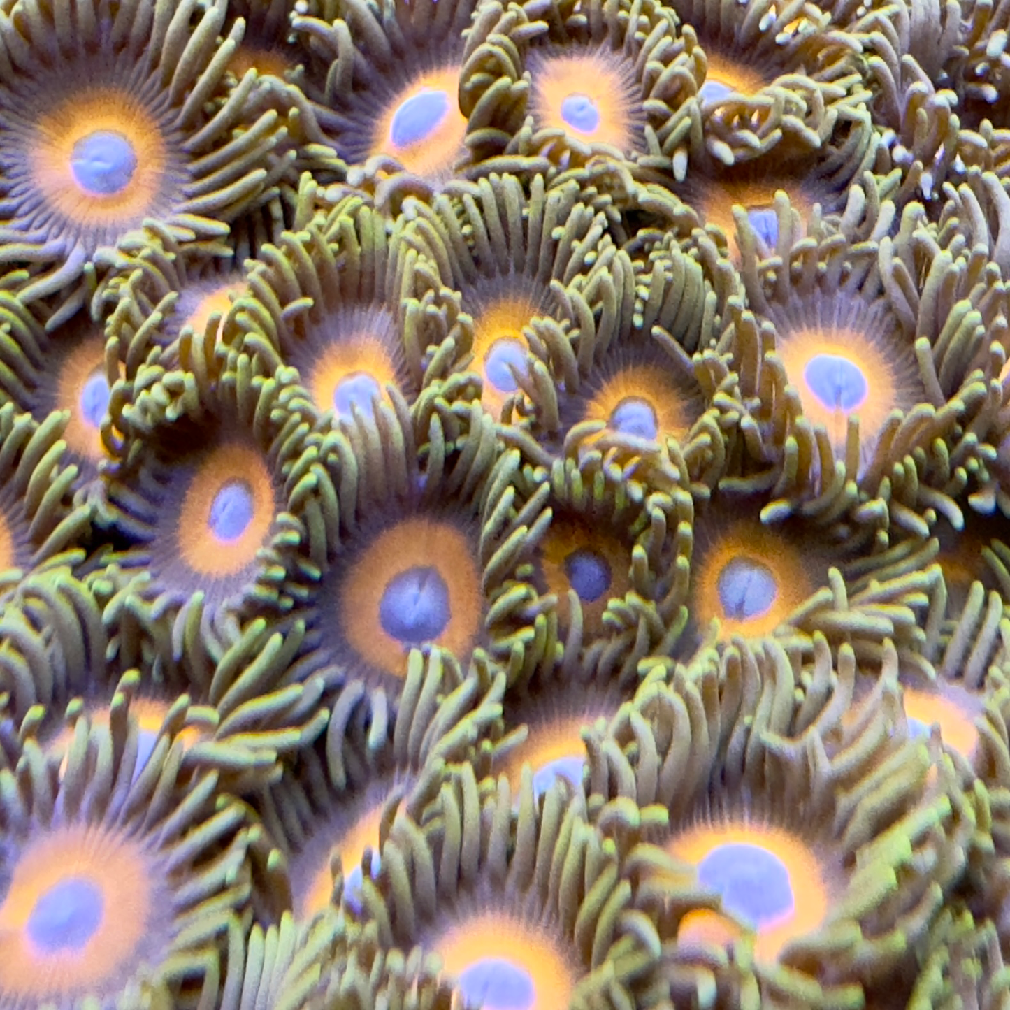 Eagle eye zoa