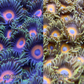 Eagle eye zoa