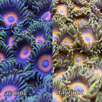 Eagle eye zoa