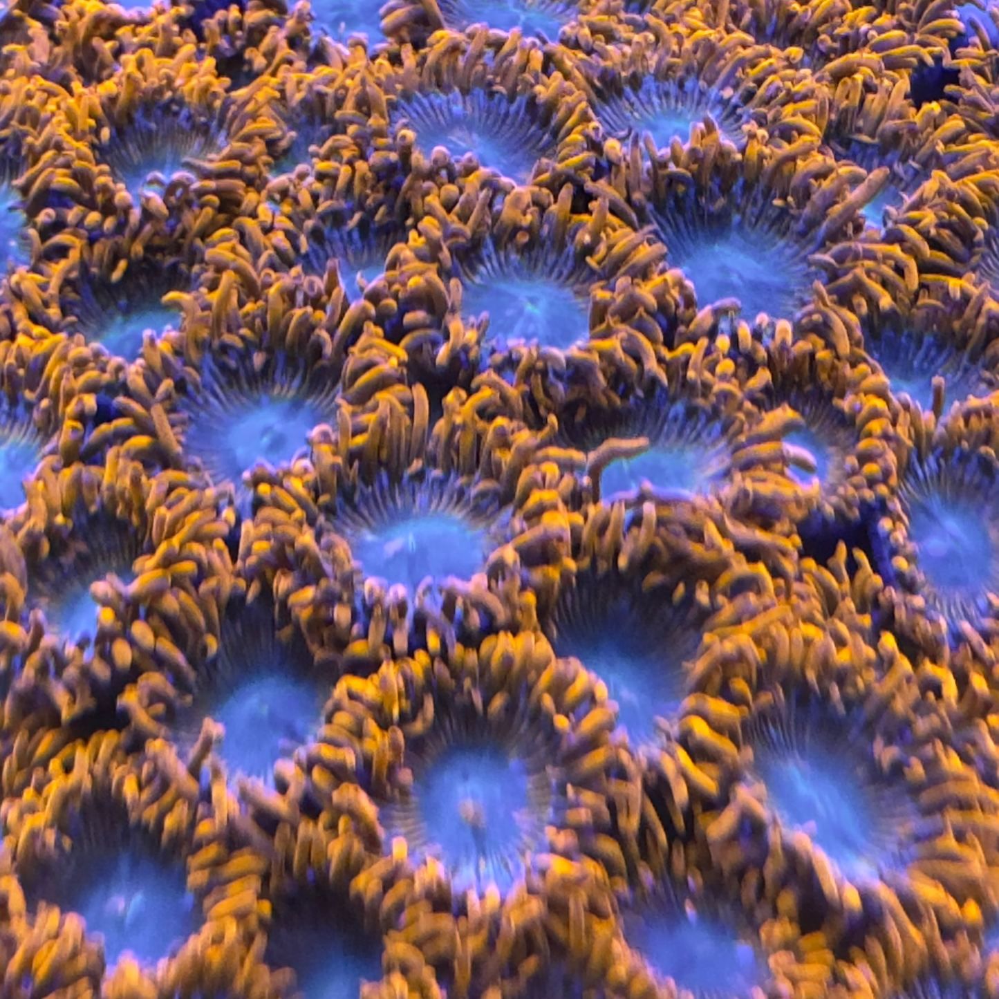 Fire and ice zoa under blue light