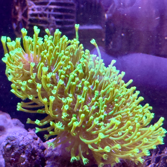 Green Toadstool Leather Coral